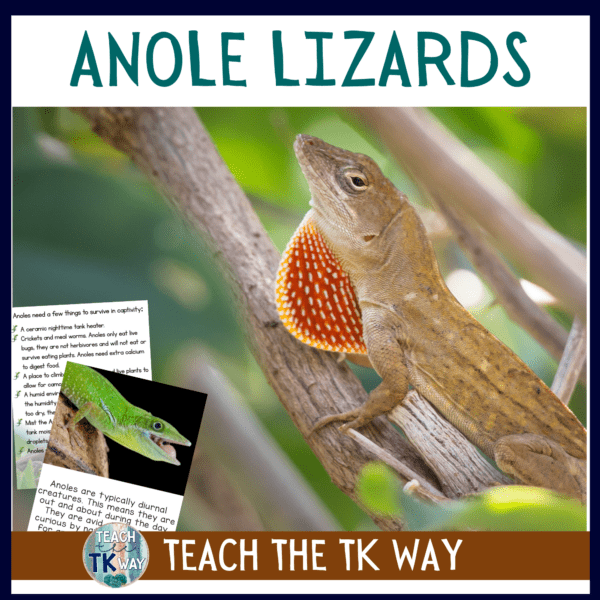 anole lizard classroom pet
