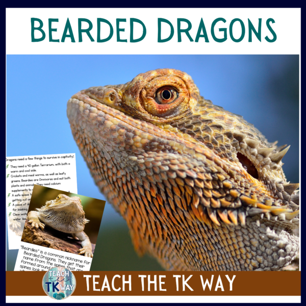 can you pet a bearded dragon
