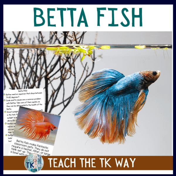 classroom pet betta fish