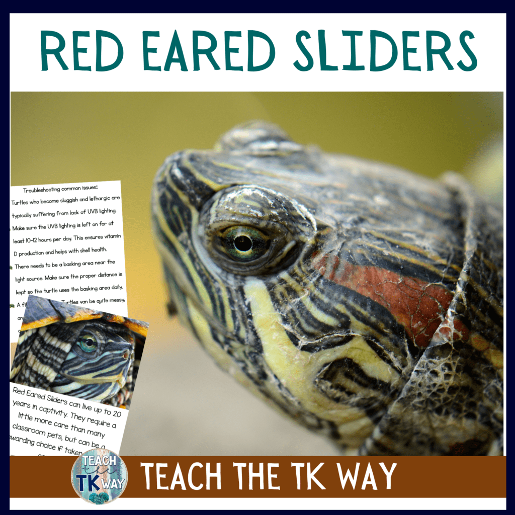 Classroom Pet: Red Eared Slider - Natural Classroom Specialist