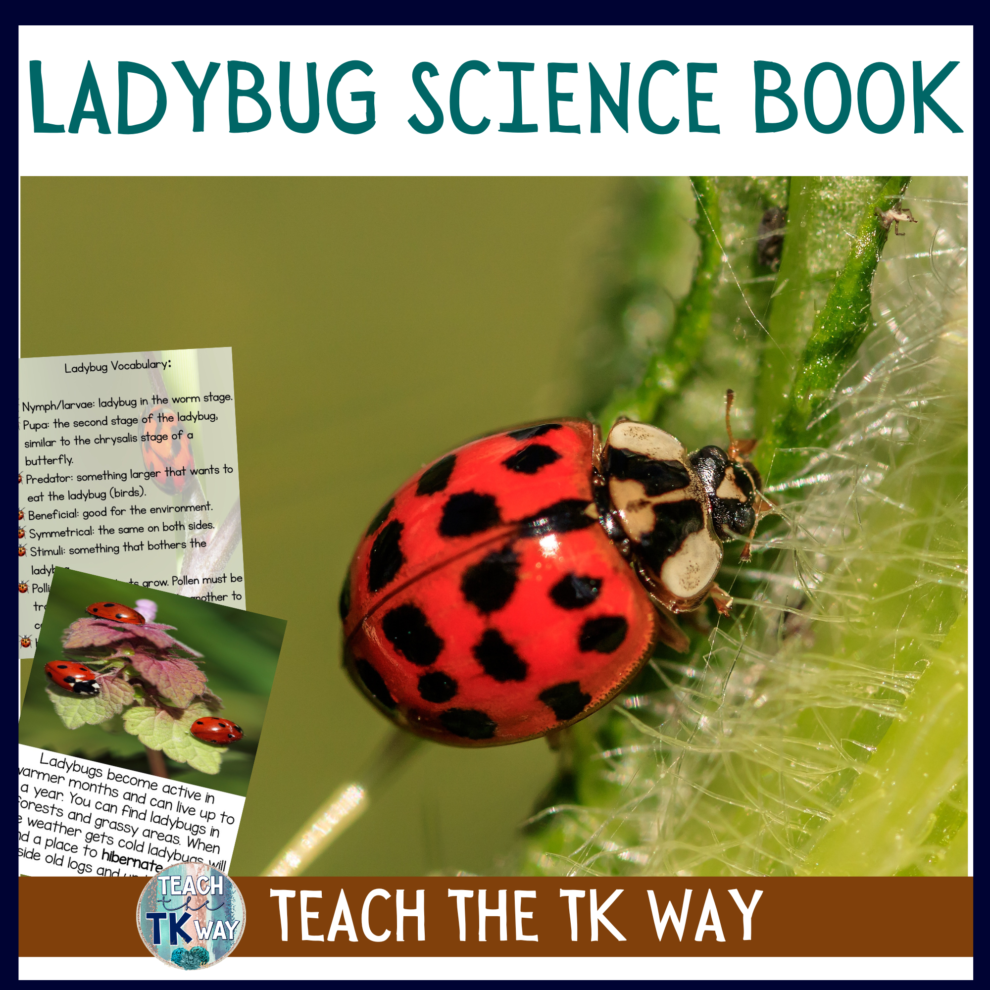 Ladybugs Facts & Information