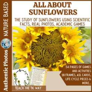 life cycle of a sunflower