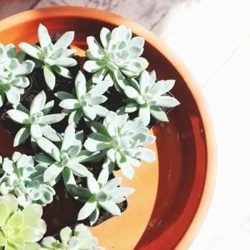 succulent_lot