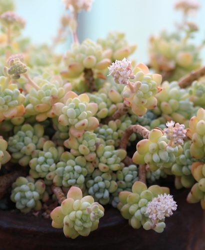 succulents-775553_1920